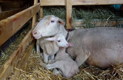 20190323_Uniterre_semaine du goût_image