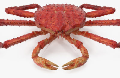King_Crab_image