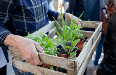 plantoirs