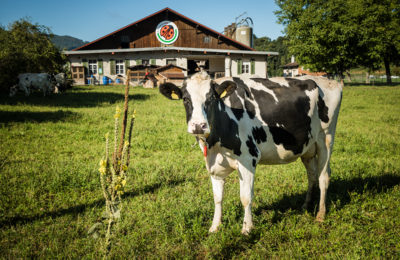 IP SUISSE (C)