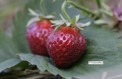Fraise_Wädenswil_6