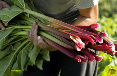 Rhubarbe
