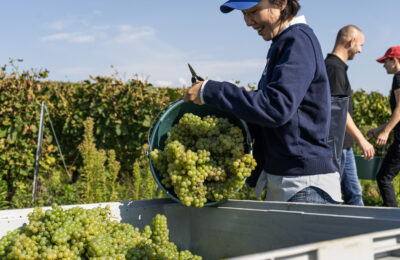 03_Am Puls der Ernte © Swiss Wine Promotion